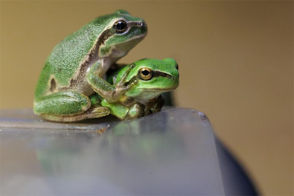 Junge Laubfrösche sitzen in einem Terrarium im Bildungshaus Modexen in Brakel.David Ebener/dpa