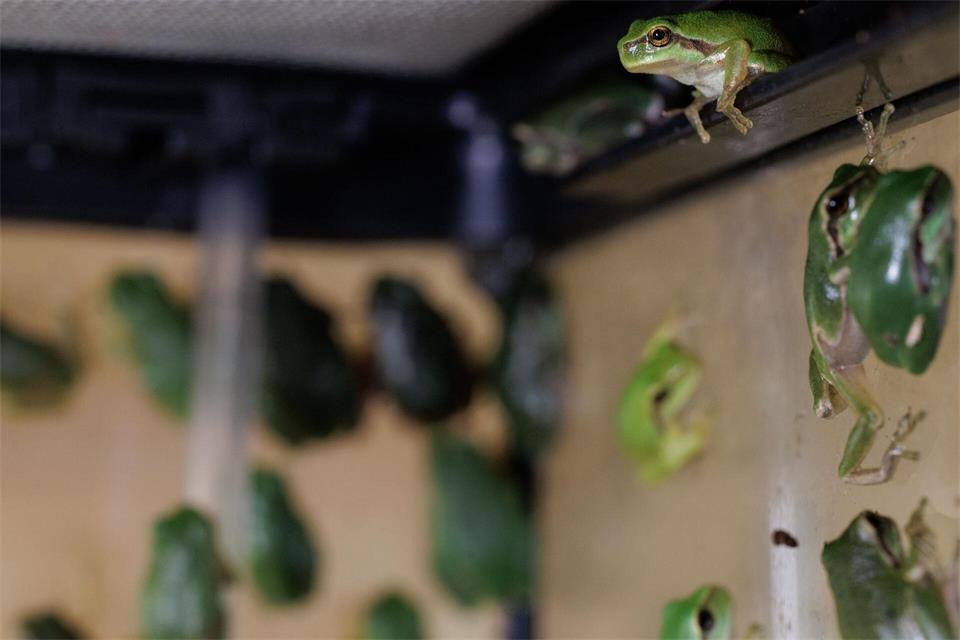 Junge Laubfrösche sitzen in einem Terrarium im Bildungshaus Modexen in Brakel.David Ebener/dpa