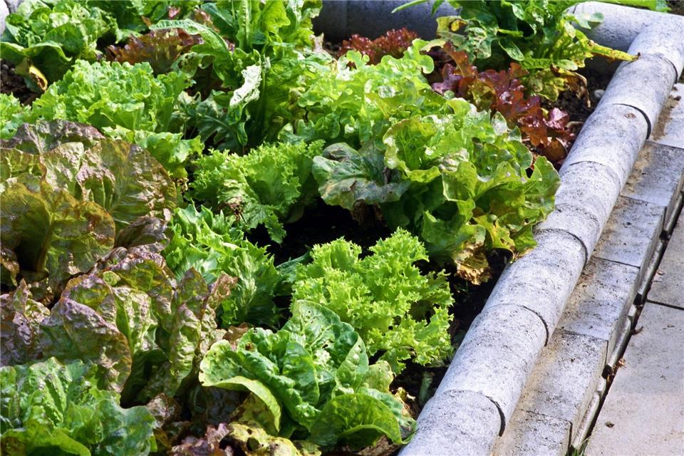Junge Pflanzen brauchen anfangs besonderen Schutz – sonst freuen sich Schnecken.Marion Nickig/tmn/dpa-tmn