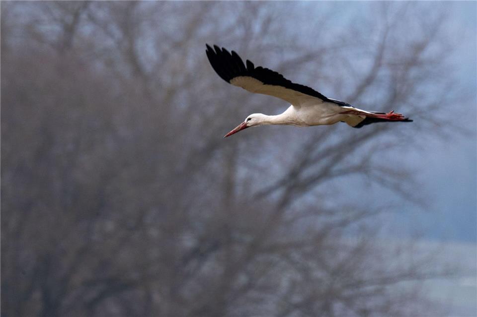 Junge Störche fliegen in der Regel im Winter immer in den Süden. Erst mit zunehmenden Alter überwintern sie auch in Deutschland. (Archivbild)Pia Bayer/dpa
