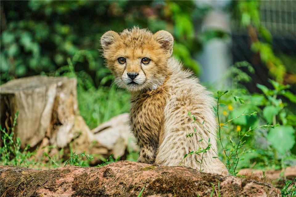 Junge Tiere gibt es in Zoos anteilig immer seltener.Andreas Arnold/dpa