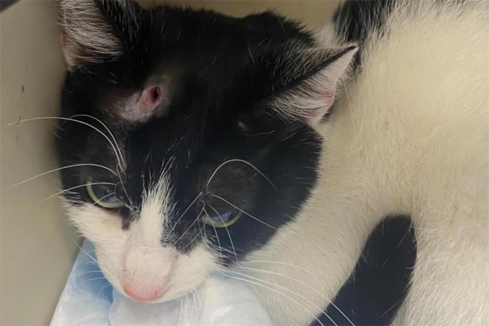 Jungkatze Nica wurde in Legden von einem bisher Unbkeannten mit einem Luftgewehr in den Kopf geschossen. Sie überlebte den Vorfall nur denkbar knapp.