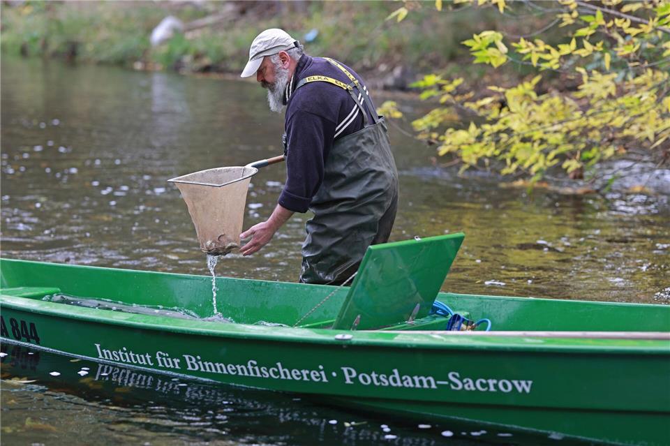 Junglachse werden von Mitarbeitern des Instituts für Binnenfischerei e.V. Potsdam von einem Boot in die Bode gesetzt.Matthias Bein/dpa