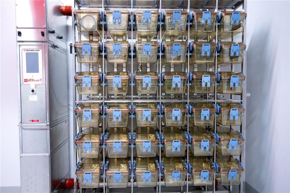 Käfige zur Haltung von Mäusen für wissenschaftliche Tierversuche. (Symbolbild) Sven Hoppe/dpa