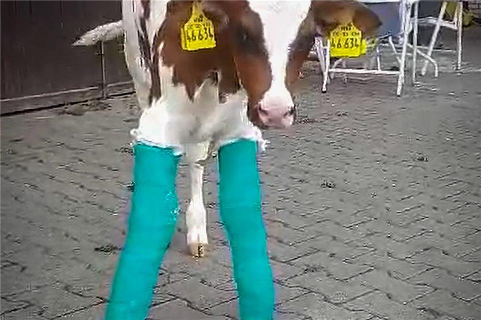 Ausgerechnet ein Schlachter rettet ein Kälbchen vor dem Tod Kälbchen Hugo mit eingegipsten Beinen. Lothar Fornfett/dpa