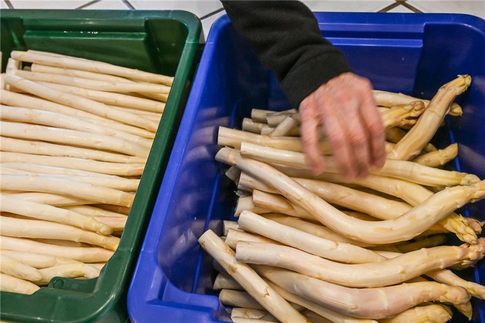 Kälte im April bremste die Spargel-Ernte, wie der Vorsitzende des Beelitzer Spargelvereines, Jürgen Jakobs, sagt.Jens Kalaene/dpa