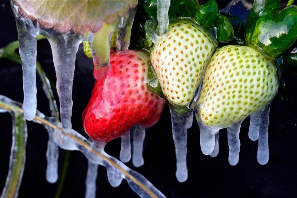 Kälte in den USA: Eiszapfen hängen an Erdbeeren auf einem Feld in Florida.Chris O’Meara/AP/dpa