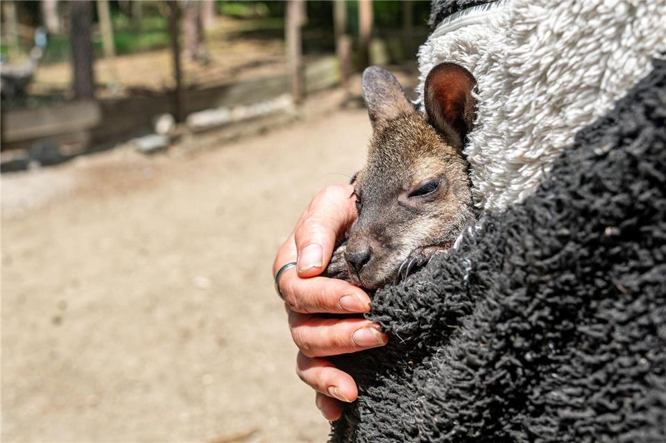 Känguru Elli schaut aus dem Pulli von Tierpark-Chefin Nicole Hoffmeister. Sie zieht das verwaiste Jungtier groß.Armin Weigel/dpa