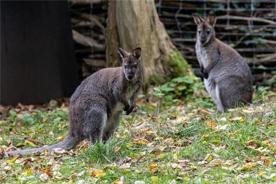 Kängurus sind beliebte Tiere. (Archivbild)Fabian Sommer/dpa
