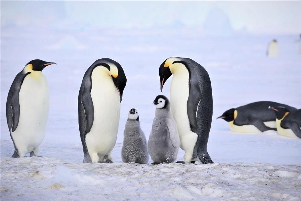Kaiserpinguine mit Küken. Myeongho Seo,mydada88@gmail.com/dpa