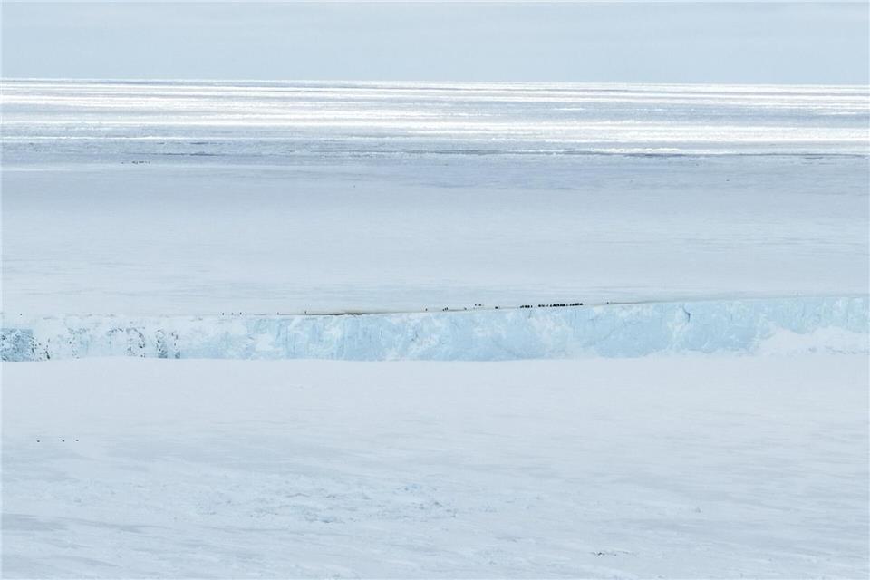 Kaiserpinguine sammeln sich am oberen Rand einer „Klippe“ des Eisbergs, während sie versuchen, mit Nahrung zur Kolonie zurückzukehren. ---/Myeongho Seo/dpa