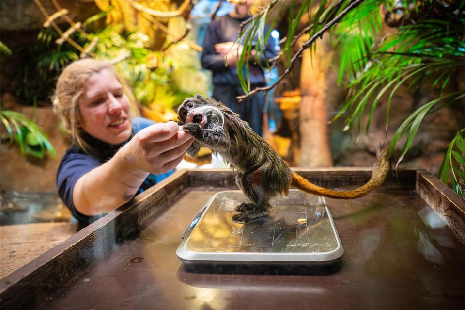 Kaiserschnurrbarttamarin zur Inventur im Zoo am Meer in BremenSina Schuldt/dpa