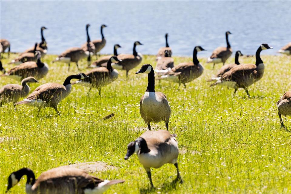 Kanadagänse haben jetzt auch das Gelände der Lanesgartenschau Neuss 2026 für sich entdeckt. (Archivbild)Rolf Vennenbernd/dpa
