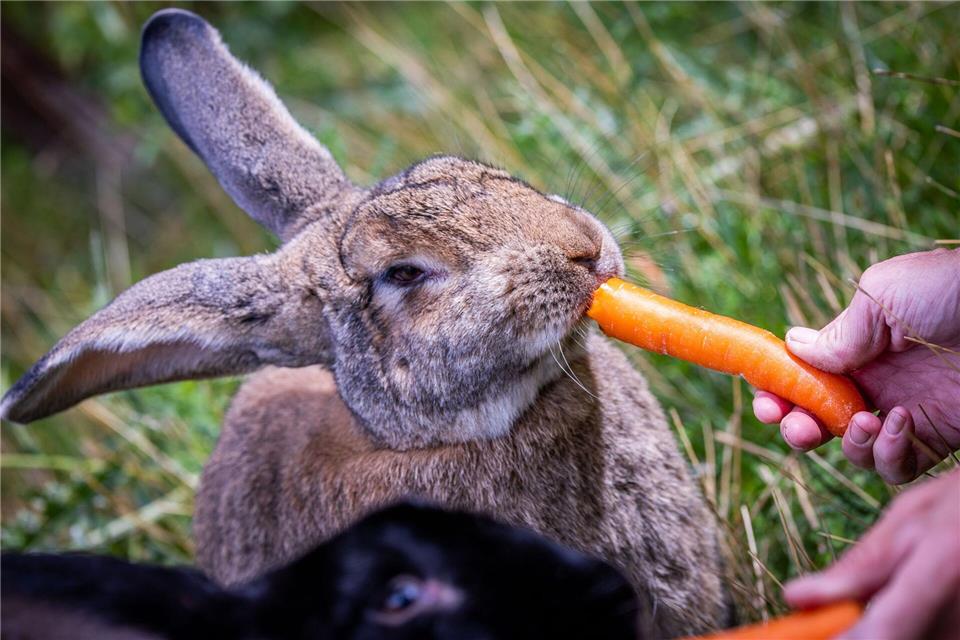 Kaninchen bevorzugen blättrige Salate und Gemüse wie etwa Karotten. picture alliance/dpa