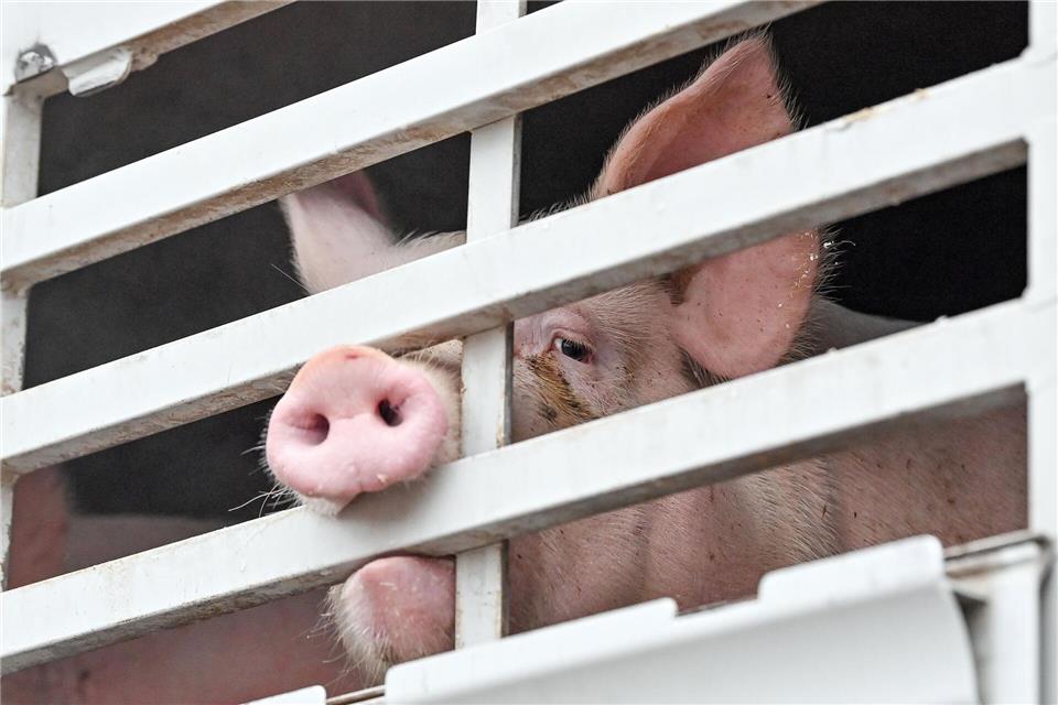 Kann Brandenburg nach dem Aus des größten Schweineschlachthofs in Perleberg neue Kapazitäten aufbauen? Dies sei auch für den Krisenfall aufgrund von Tierseuchen wichtig, sagt Agrarministerin Mittelstädt. (Symbolbild)Patrick Pleul/dpa-Zentralbild/dpa