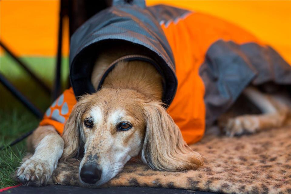 Kann der Hund nicht allein zu Hause bleiben, kann man ihm abseits des Festivaltrubels ein angenehmes Plätzchen bereiten – zum Beispiel mit seiner Lieblingsdecke.Jens Büttner/dpa/dpa-tmn