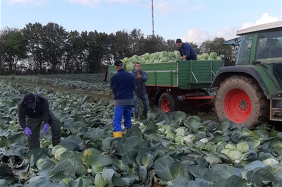 Kappes-Ernte am Hof Kuhlmann: Auch auf dem Herbstmarkt wird Kappes erhältlich sein. 