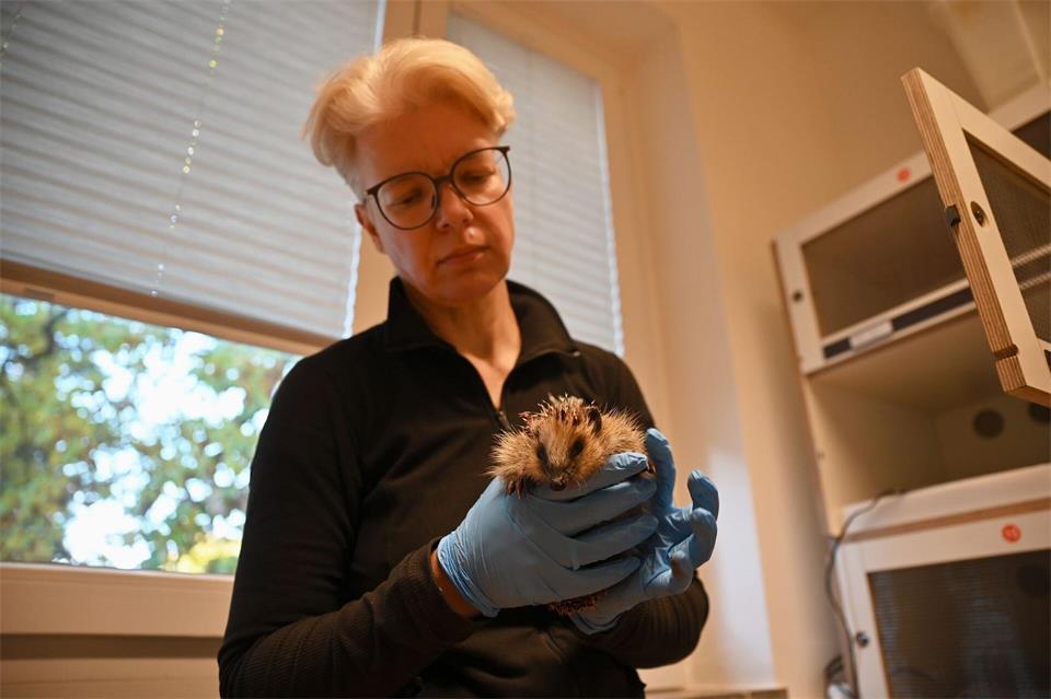 Karina Görner, 1. Vorsitzende der Igelhilfe Radebeul, begutachtet Peggy. Jennifer Kramer/dpa