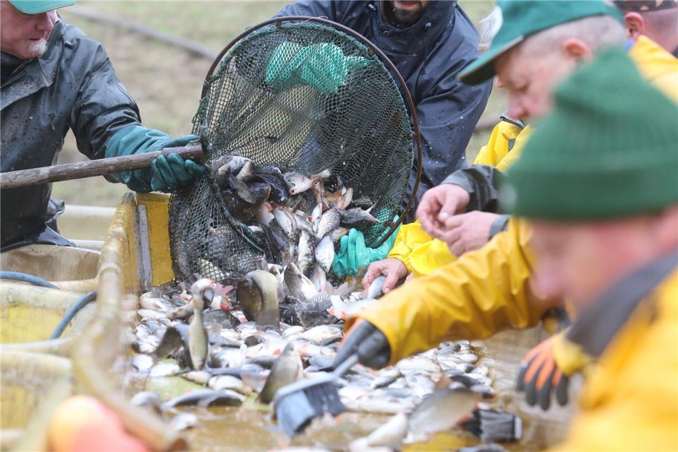 Karpfenteich bei Ilmenau abgefischt Karpfen gehören zur den Süßwasserfischen, die in Thüringen für den Verkauf herangezogen werden.Bodo Schackow/dpa