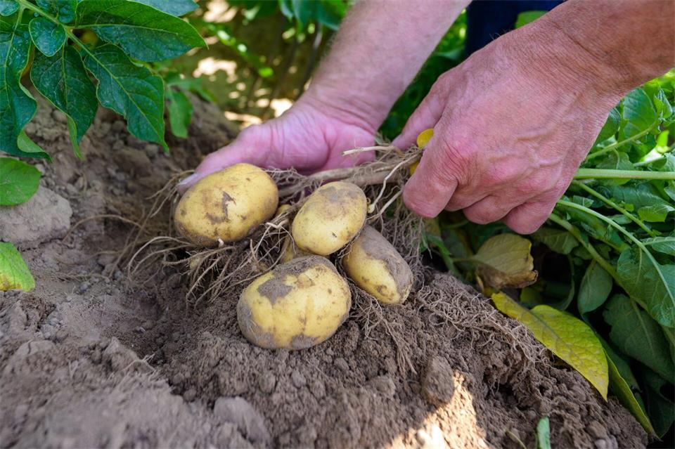 Kartoffelpflanzen werden auf einem Versuchsfeld kontrolliert.Philipp Schulze/dpa