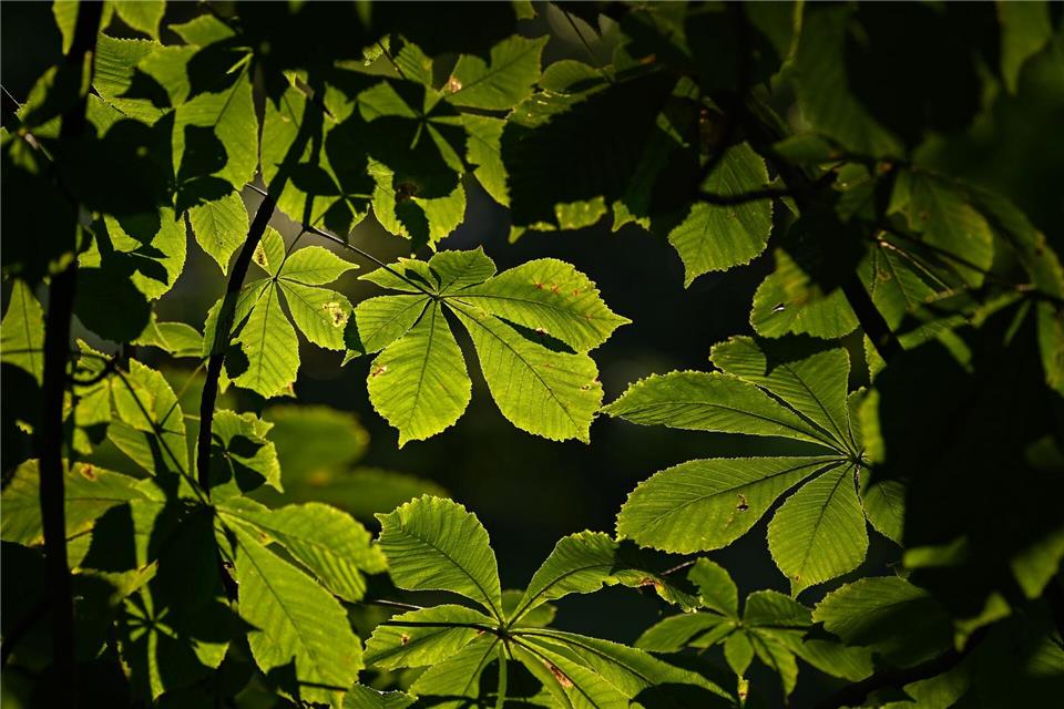 Kastanienbäume haben meist große Kronen, die viel Schatten spenden. (Symbolbild)Patrick Pleul/dpa-Zentralbild/ZB