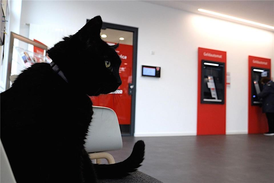 Kater Gorden bekommt in einer Bankfiliale im friesischen Bockhorn Krauleinheiten von Kunden und Bankangestellten. (Archivbild)Jörn Hüneke/dpa