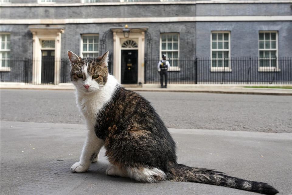 Kater Larry, „Oberster britischer Mäusejäger“, sitzt nach den Kommunalwahlen gegenüber von Downing Street 10 in London.Kirsty Wigglesworth/AP/dpa