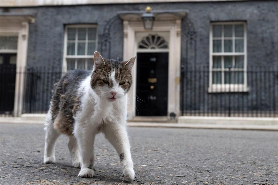 Kater Larry lebt. (Archivbild)Thomas Krych/AP/dpa