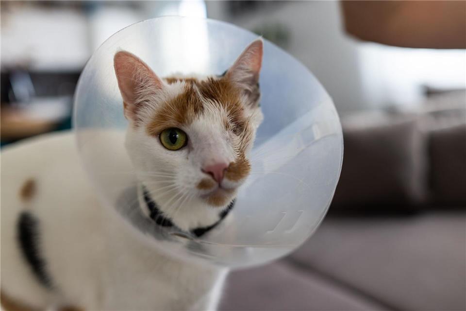 Katze Maja wurde von zwei Geschossen getroffen. Philipp von Ditfurth/dpa