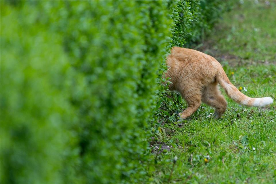 Katze im Garten: In Barleben wurde eine Katze mit einem Luftgewehr schwer verletzt. (Symbolbild)Patrick Pleul/dpa-Zentralbild/dpa