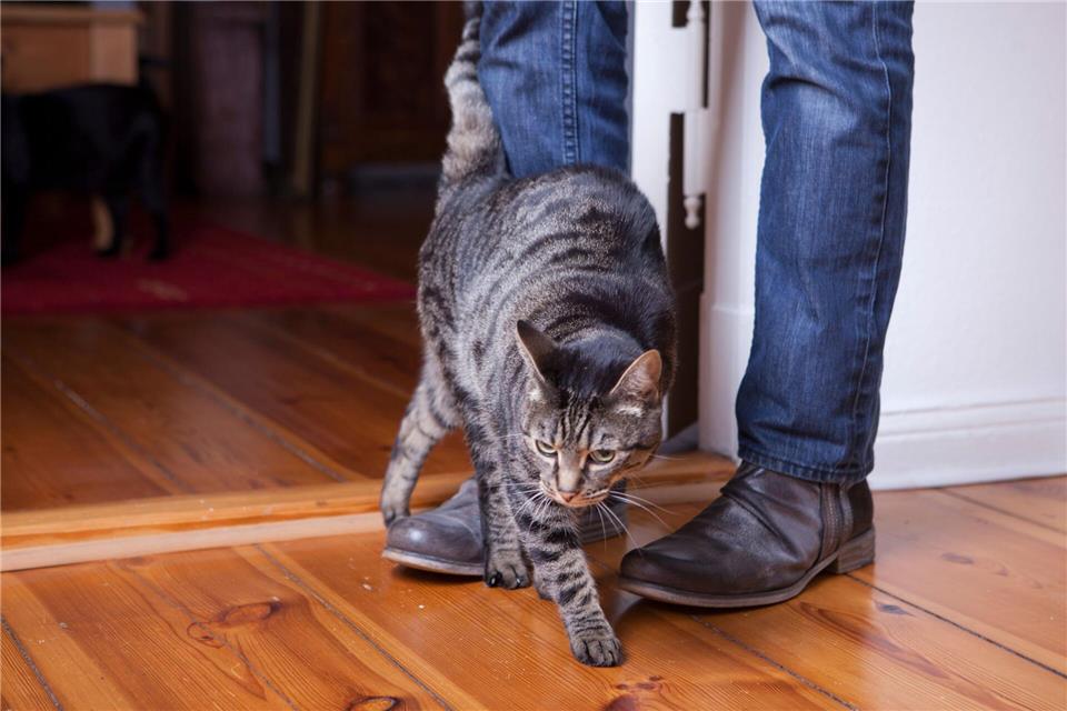 Katzen reden leise – aber deutlich: An den Beinen reiben, Kopf anstupsen: Das ist ihr Signal für Nähe und Zugehörigkeit.Silvia Marks/dpa Themendienst/dpa-tmn