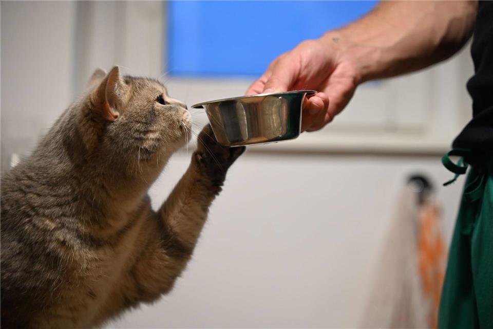 Katzen trinken oft zu wenig: Mehrere Wassernäpfe erhöhen die Trinkbereitschaft.picture alliance/dpa