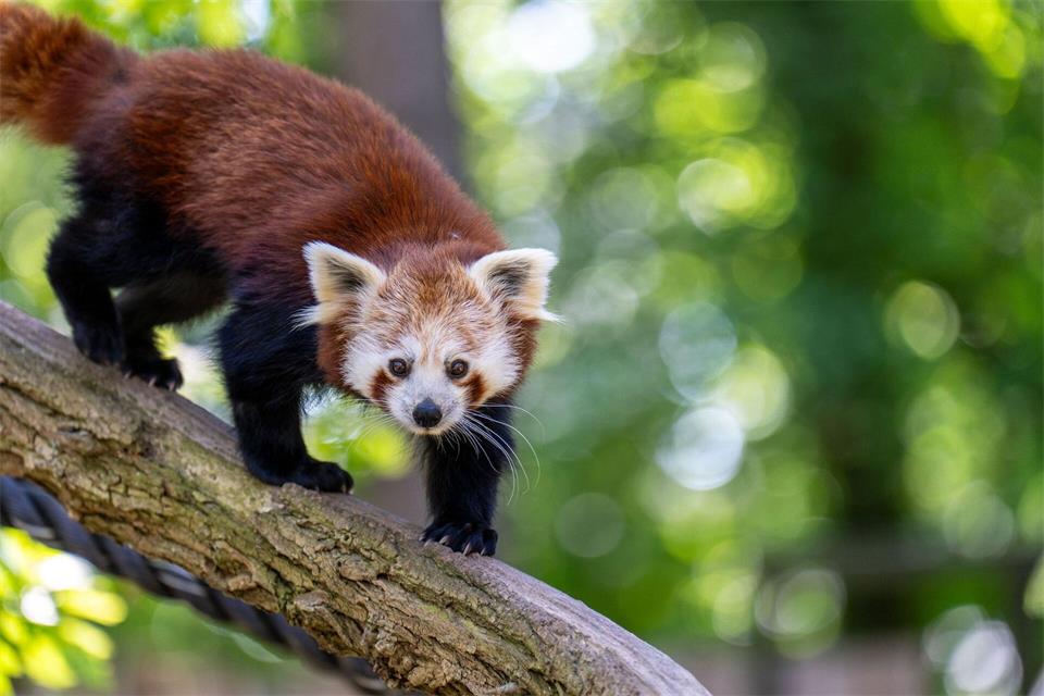 Katzenbärin Jordan stürzte von einem sich lösenden Ast ab und verletzte sich dabei schwer. Matthias Drübbisch/Zoo Rostock/dpa