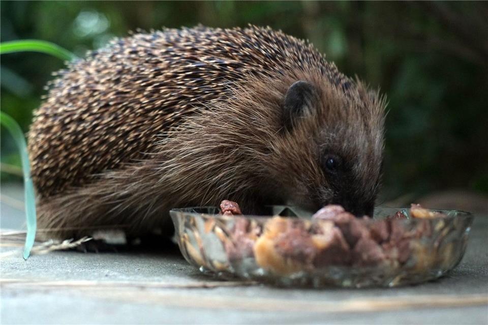 Katzenfutter serviert in einer flachen Schale ist für Igel eine willkommene Mahlzeit.picture alliance/dpa