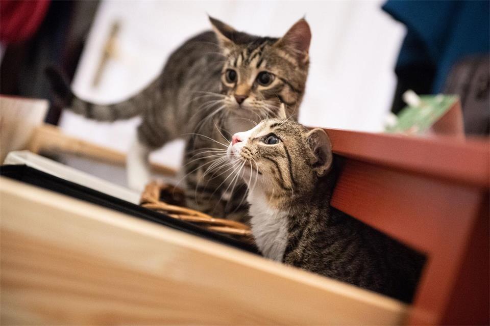 Katzengeschwister haben rund um die Uhr einen Artgenossen zum Spielen, Kuscheln und Putzen.picture alliance / dpa Themendienst