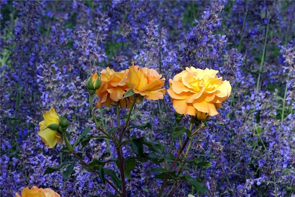 Katzenminze ist nur eine von vielen Stauden, die Rosen im Beet schön in Szene setzen.Bettina Banse/GMH/dpa-tmn
