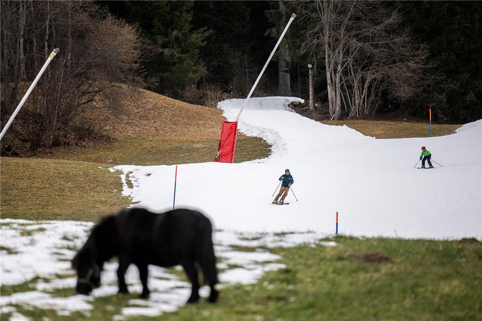 Kaum Schnee in der Schweiz: Zwergpony Ellie grast im Grünen vor einer Talabfahrt aus Kunstschnee in Graubünden .Gian Ehrenzeller/KEYSTONE/dpa