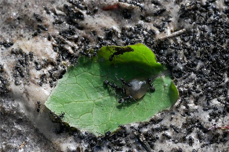 Kaum ist das heiße Wasser drin, kommen die toten Ameisen raus. Florian Wiegand/dpa