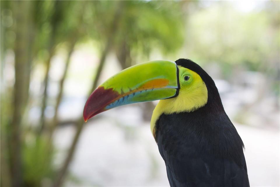 Kaum zu glauben: Der riesige, bunte Schnabel des Tukans ist federleicht. Costa Rica Tourism Board/dpa-tmn