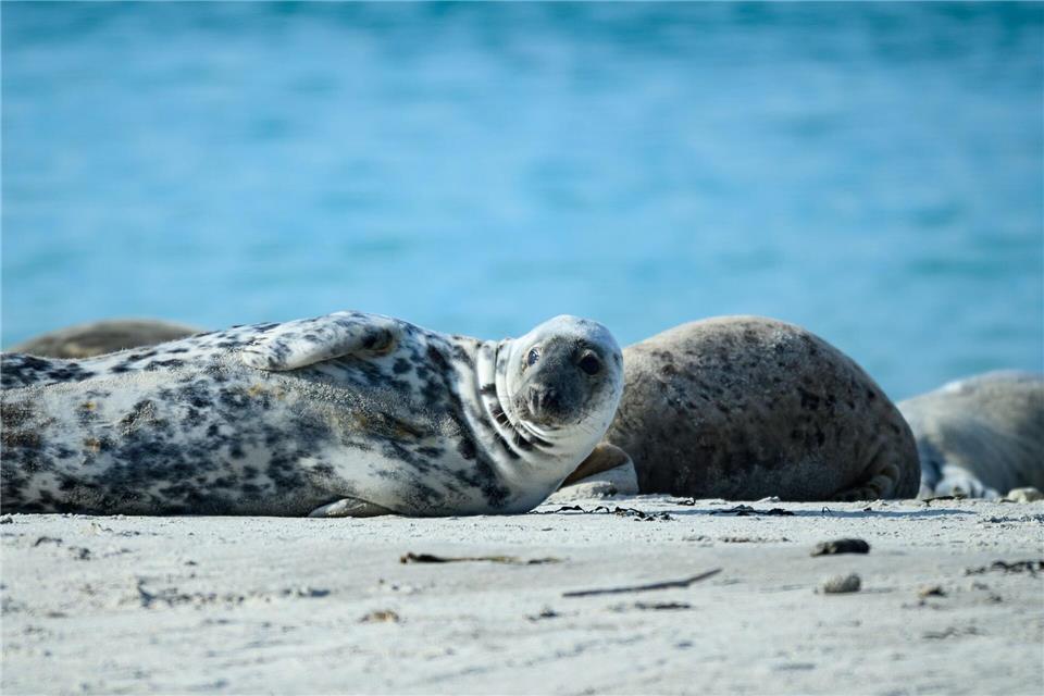 Kegelrobbennutzen die Düne zur Aufzucht ihrer Jungen. (Archivbild)Jonas Walzberg/dpa