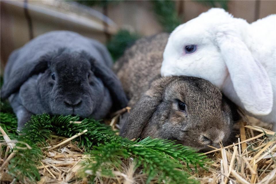 Kein Alleingänger: Kaninchen werden am liebsten in der Gruppe gehalten.picture alliance/dpa