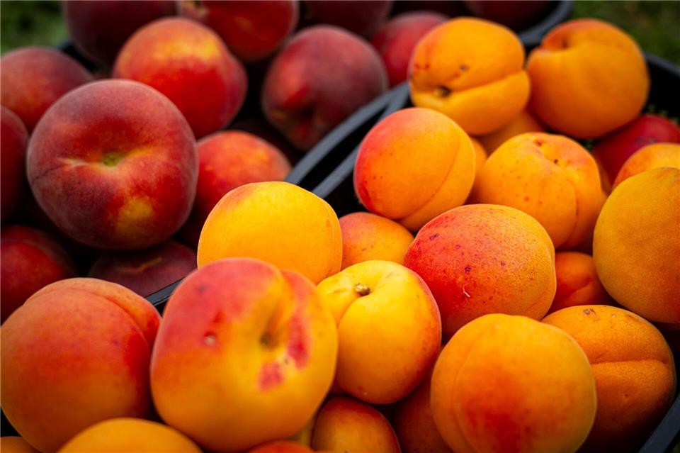 Kein Grund zur Sorge: Gespaltene Kerne bei Pfirsichen, Nektarinen oder Aprikosen sind meist harmlos.Sina Schuldt/dpa/dpa-tmn