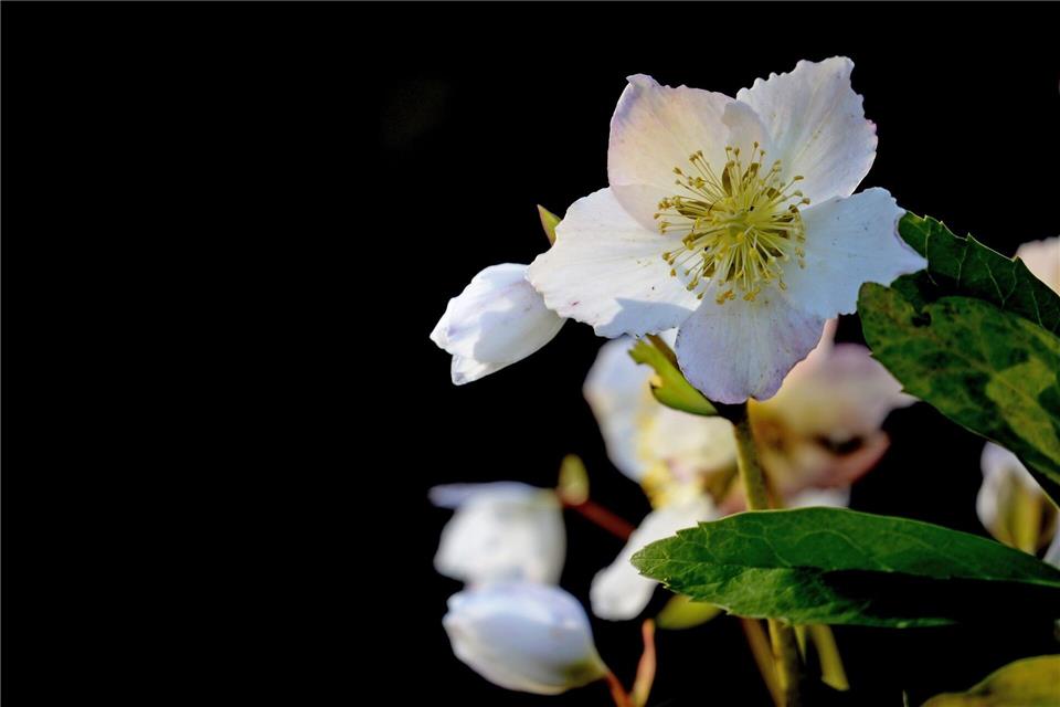 Kein Schnee? Mit ihren großen weißen Blüten sorgt die Christrose im Garten für ein winterliches Feeling.picture alliance/dpa/dpa-Zentralbild