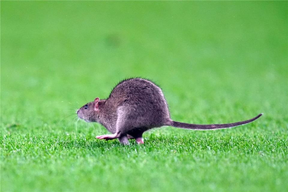 Kein Symbolbild: Diese Ratte lief in Cardiff über den Stadionrasen.David Davies/PA Wire/dpa