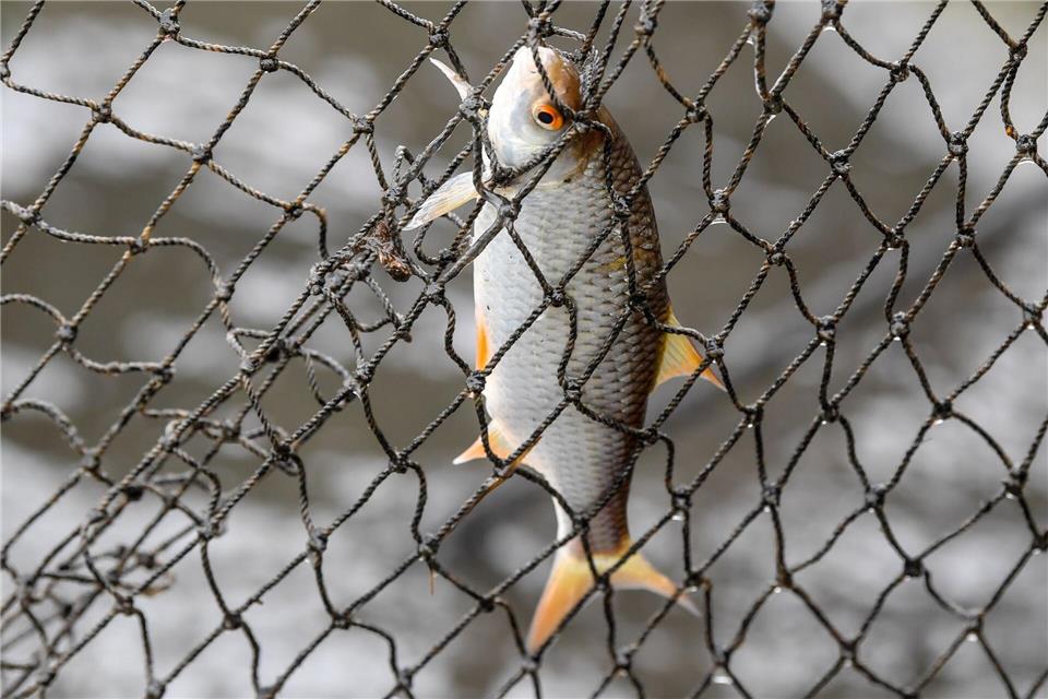 Keine Fischverarbeitung in Thüringen (Illustration) Patrick Pleul/dpa-Zentralbild/ZB