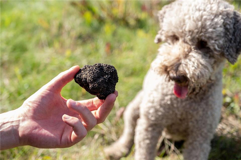 Keine Schweine, sondern Hunde werden vornehmlich für die Trüffelsuche eingesetzt.Peter Steffen/dpa