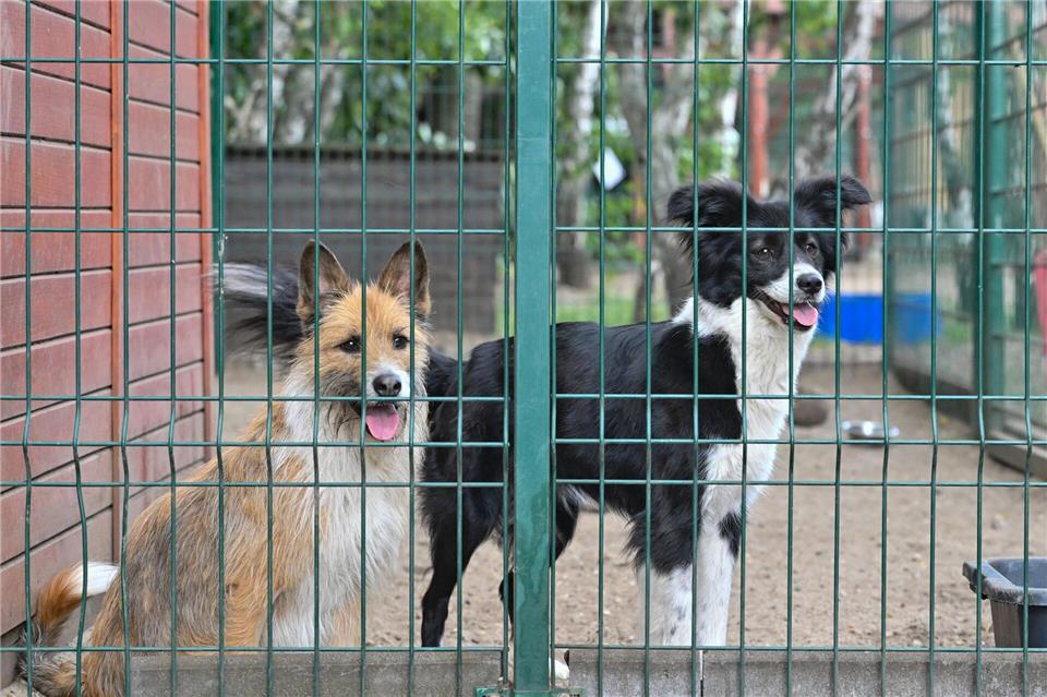 Keine Tiere verschenken - das rät Brandenburgs Landestierschutzbeauftragte Anne Zinke. (Symbolfoto) Patrick Pleul/dpa