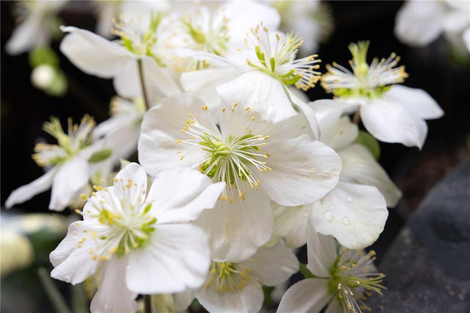 Keine Zimmerpflanze: Christrosen fühlen sich vor dem Fenster auf dem Balkon oder der Terrasse am wohlsten.picture alliance/dpa/dpa-tmn