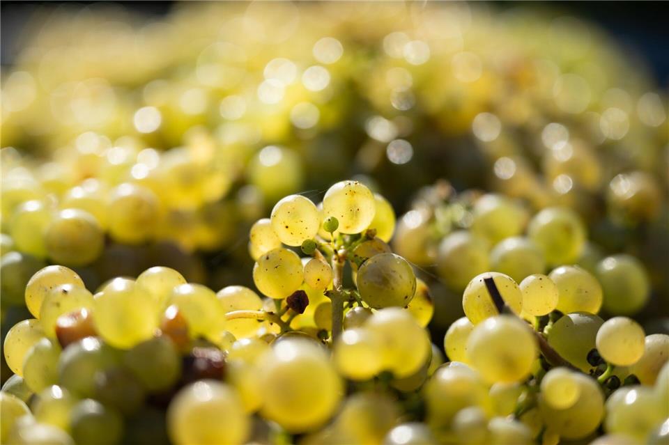 Unbekannte ernten Weinberge ab - ein Versehen? Kiloweise Trauben wurden von unbekannten Tätern gestohlen. (Symbolbild)Sebastian Kahnert/dpa