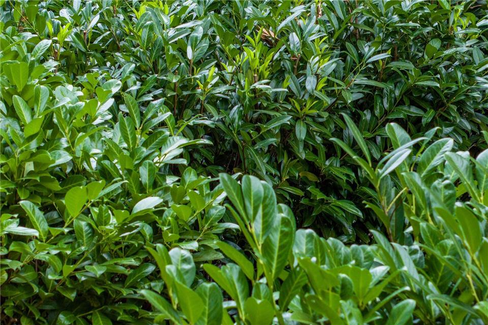 Kirschlorbeer ist wie Hortensien und Forsythien ökologisch nahezu wertlos. (Archivbild)Christoph Reichwein/dpa